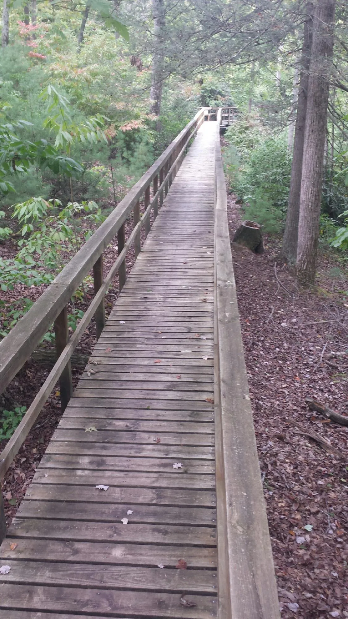 Long wood walkway with handrails built through the woods in Moscow